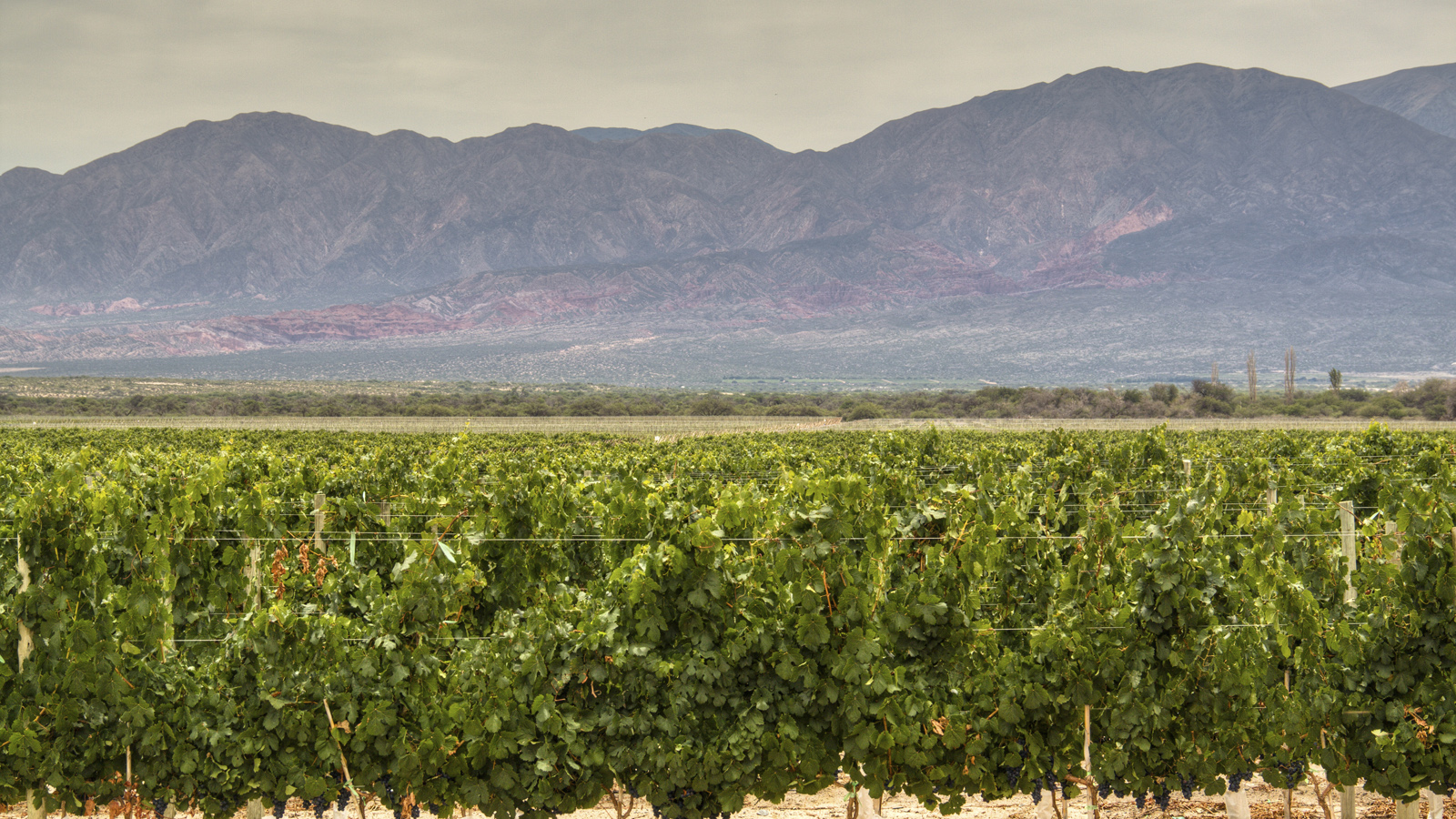 Argentina Wine Explorer: Cafayate, Salta & Mendoza