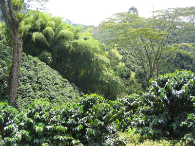 Quindio