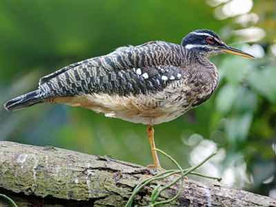 Tortuguero