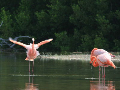 Floreana Island