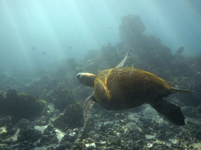 Galapagos Departure