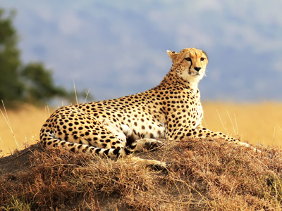 Nairobo - Masai Mara