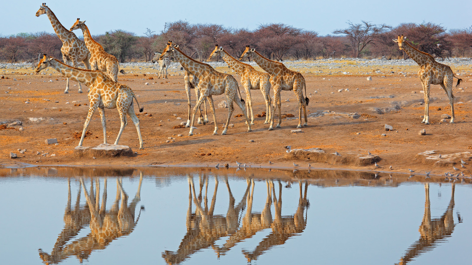 Ultimate Namibia Group Safari 2018