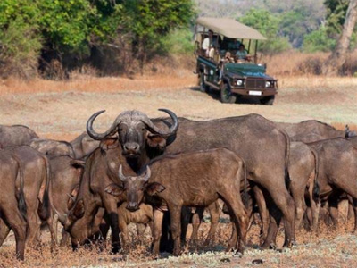 South Luangwa National Park